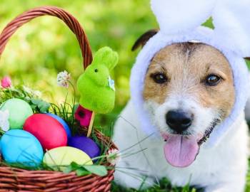 Dog easter egg hunt