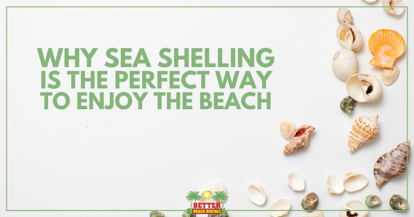Why Sea Shelling is the Perfect Way to Enjoy the Beach