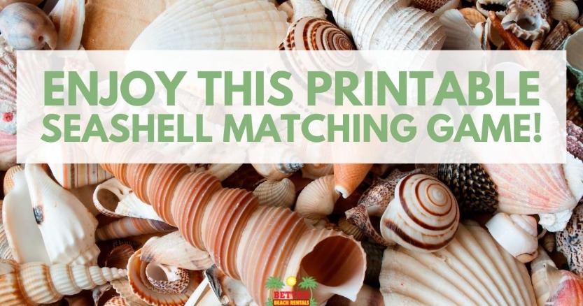 Enjoy This Printable Seashell Matching Game!