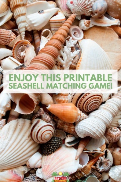Enjoy This Printable Seashell Matching Game!