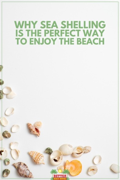 Why Sea Shelling is the Perfect Way to Enjoy the Beach
